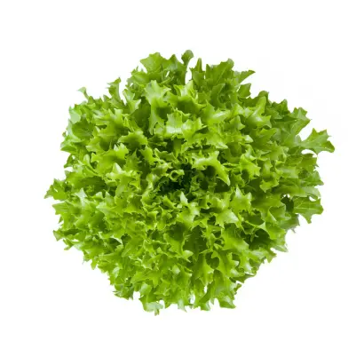 Extemp / Екстемп