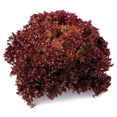 Cavernet / Кавернет