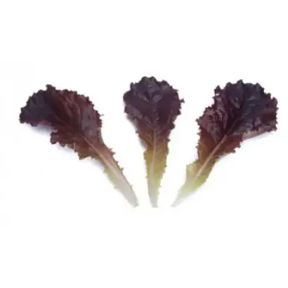 Cantrell / Кентрел