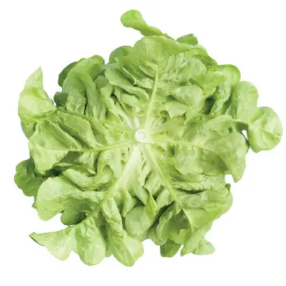 Kitonia / Кітонія