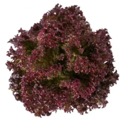 Xandra / Ксандра