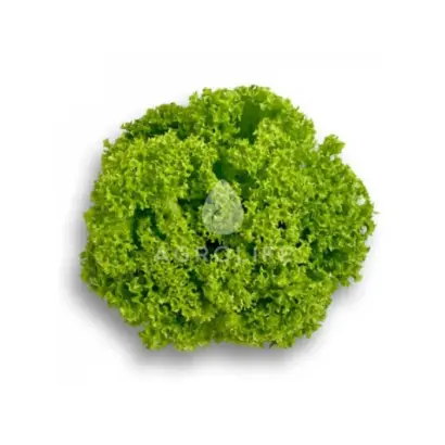 Lozano / Лозано