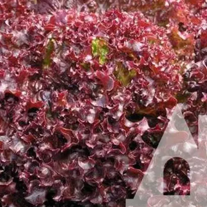 Luberon / Луберон