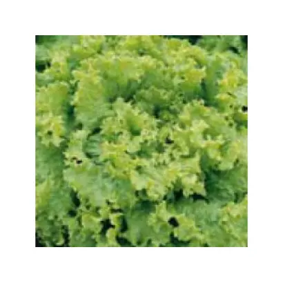 Pearl Gem / Перл Джем