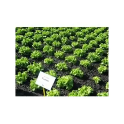 Funtime F1 / Фантайм F1