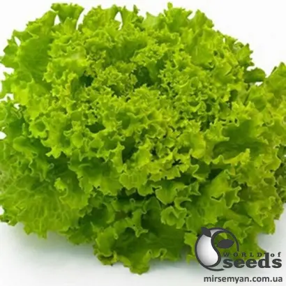 Freesol / Фрізол