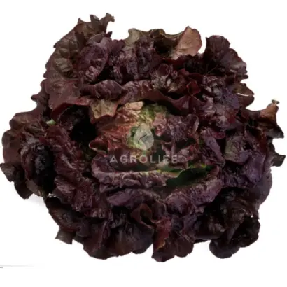 Cherokee / Черокі