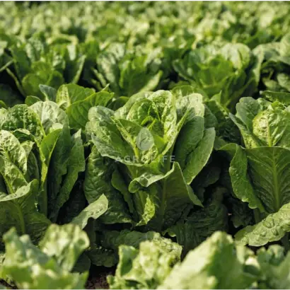 Adicamp / Адікамп