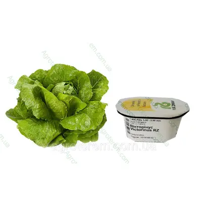 Victorinus / Вікторінус