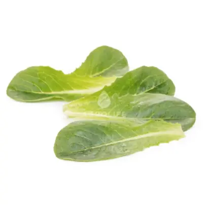 Daywalt / Дейволт