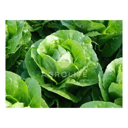 Corbana / Корбана