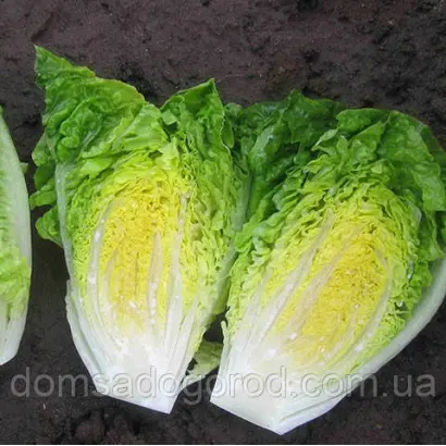 Xamena / Ксамена