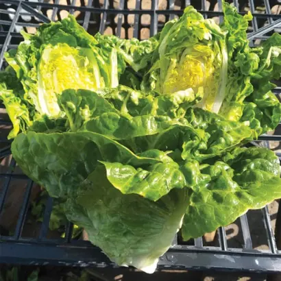 Xaroma / Ксарома