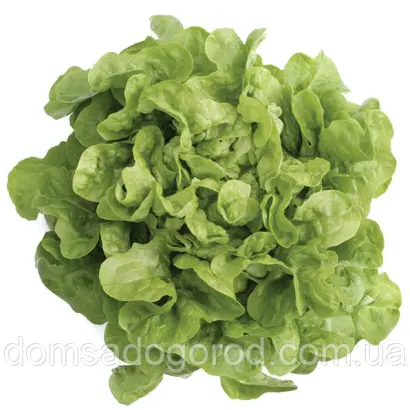 Mezquite / Мезкют