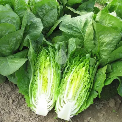 Totana / Тотана