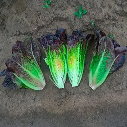 Faramir / Фарамір