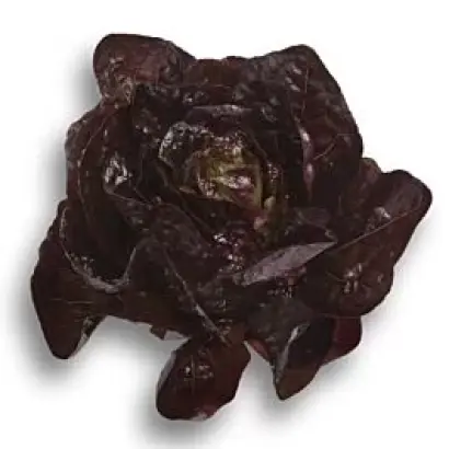 Galatea / Галатея