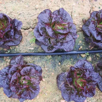 Ovired / Овіред