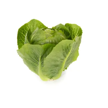 Tendita / Тендіта