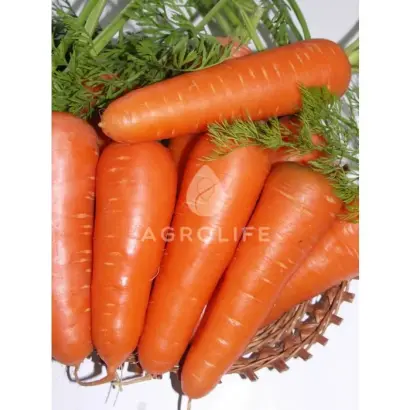 Abaco F1 / Абако F1