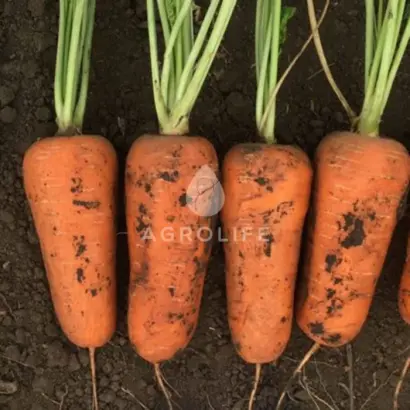 ABRAZO / АБРАЗО