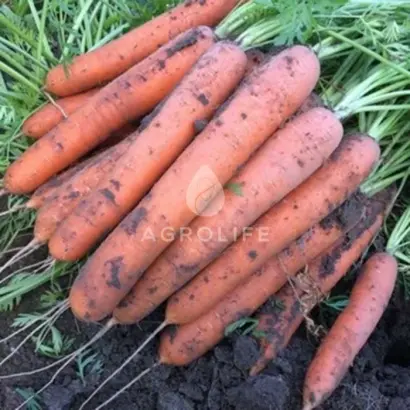 Allyance / Альянс