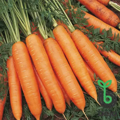 Bangor F1 / Бангор F1