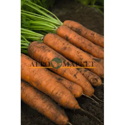 Belgrado F1 / Белградо F1