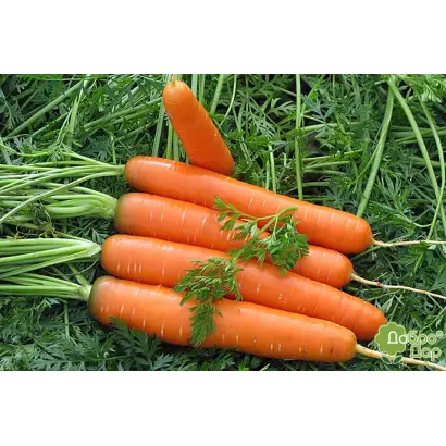 Berlika / Берліка