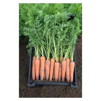 Berlin / Берлін