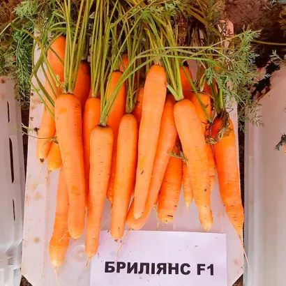 Brillyance / Бриліянс