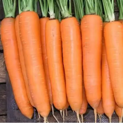 Elegance / Елеганза