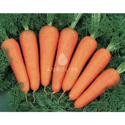 Canada F1 / Канада F1