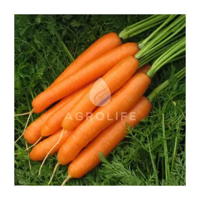 Carvejo / Карведжо