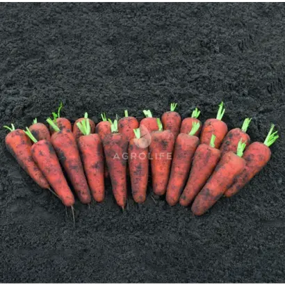 Canton / Кентон