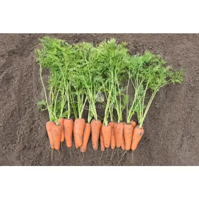 Cesena / Кесена