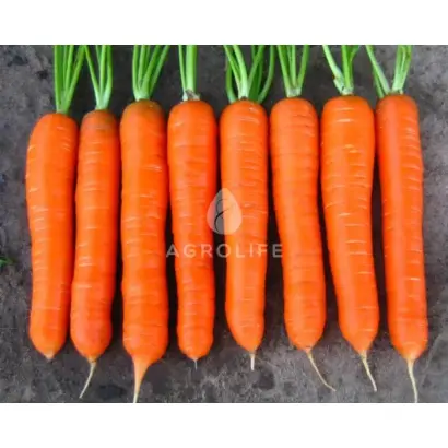 Coltan / Колтан