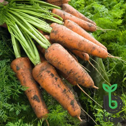 Cordoba F1 / Кордоба F1