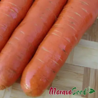 Kortina F1 / Кортіна F1