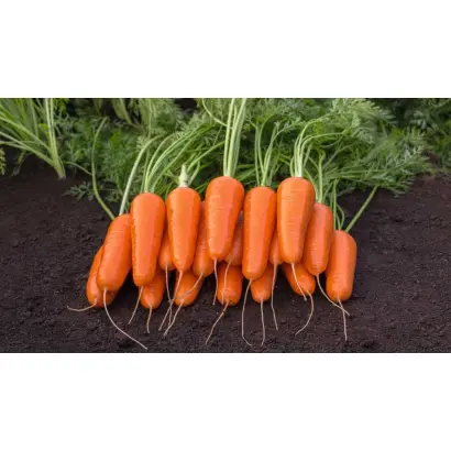 Cumbre / Кумбре