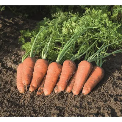 Cupar F1 / Купар F1