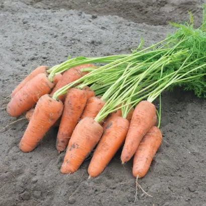 Curacao / Курасао