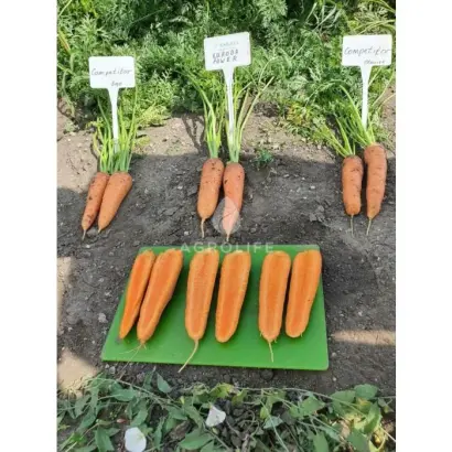 KURODA POWER / КУРОДА ПАУЕР