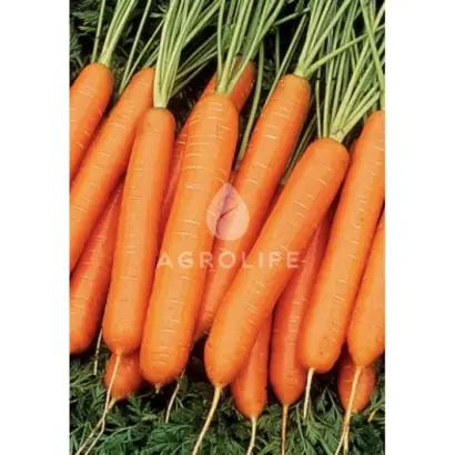 Lucia F1 / Люсія F1