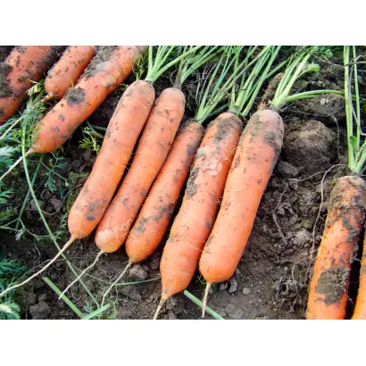 Marion / Маріон