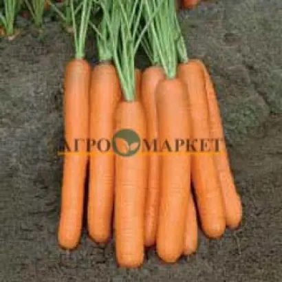 Monanta / Монанта