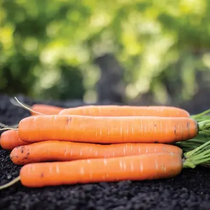 Morgana / Моргана