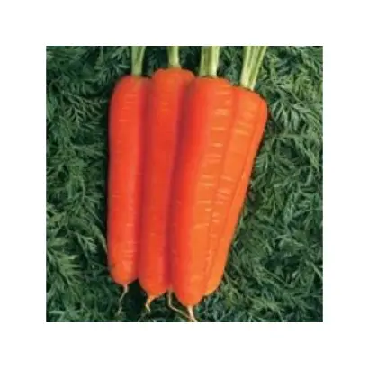 Nantes CL / Нантес КЛ