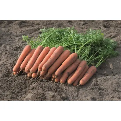 Narvik / Нарвік