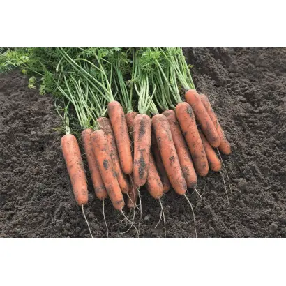 Natuna / Натуна